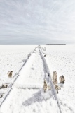 L'Or Blanc - Blanc