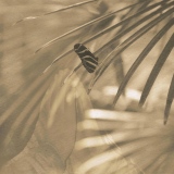 Le Papillon - Zen