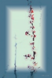 Fleurs d'abricotier - Fleurs