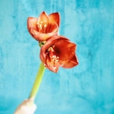Amaryllis - Fleurs