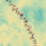 Fleurs d'abricotier - Fleurs