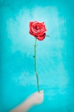 bettinagouchetphotographe - Fleurs